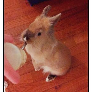 Meet your Posher, Hulk